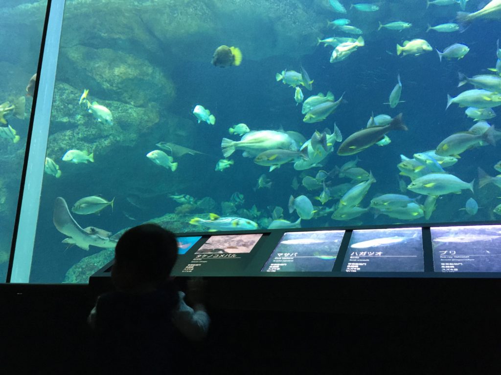 マリンピア日本海の名物のひとつ「日本海大水槽」。水量800㎥の巨大水槽に約40種の魚類が展示されています。