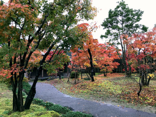 晴れ間の紅葉も良いけど雨の紅葉もまた良し