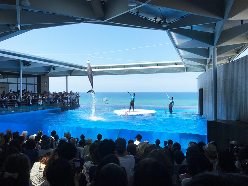 イルカショーは背後の日本海とのコラボがとてもキレイでした